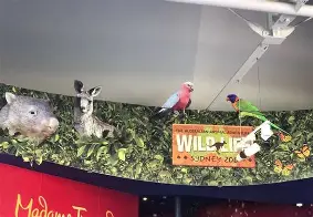 关于铁威之师，悉尼林园迎战迪拜迅雷的信息